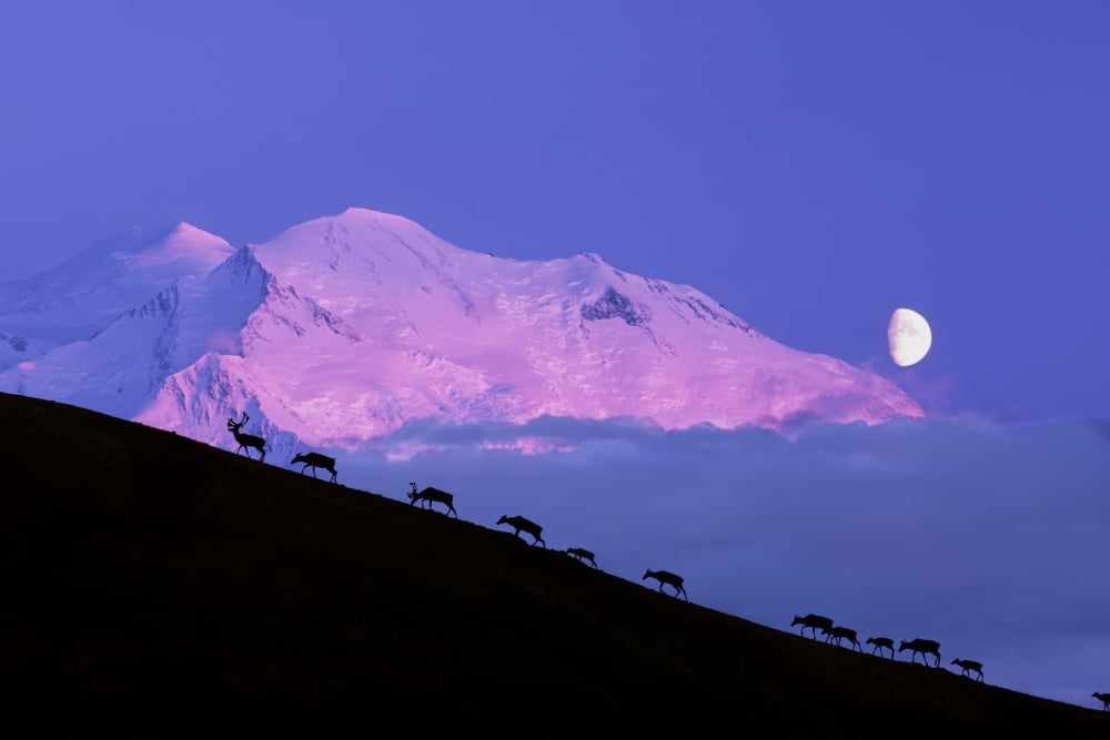 Composite Silhouette Image Of A Herd Of Caribou Climbing A Ridgeline With MtMckinley In The Background Interior Alaska Composite Canvas Art - Michael DeYoung Design Pics (17 x 11)