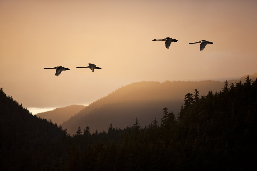 Composite Trumpeter Swans In Flight At Sunset Over The Tongass National Forest Inside Passage Southeast Alaska Spring Canvas Art - John Hyde  Design Pics (36 x 24)