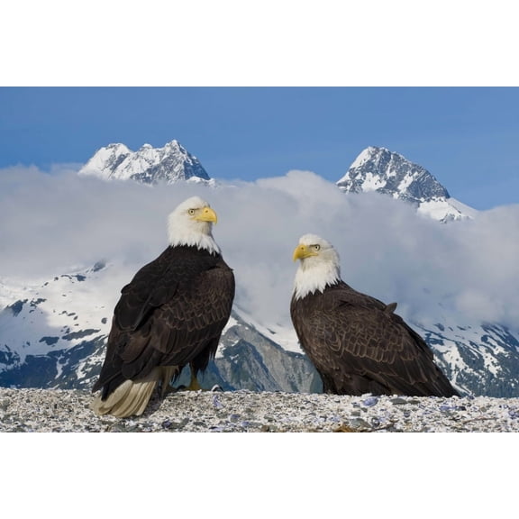Composite Two Bald Eagles Perched On The Beach In Lituya Bay With The Fairweather Range In The Background Glacier Bay National Park Southeast Alaska Canvas Art - John Hyde Design Pics (34 x 22)