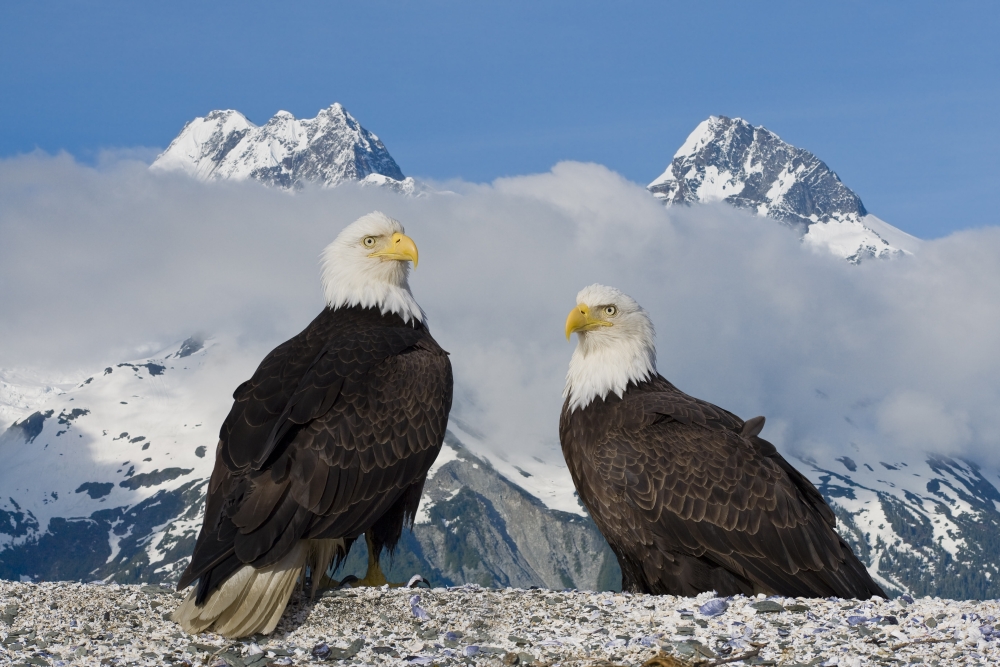 Composite Two Bald Eagles Perched On The Beach In Lituya Bay With The Fairweather Range In The Background Glacier Bay National Park Southeast Alaska Canvas Art - John Hyde Design Pics (17 x 11)