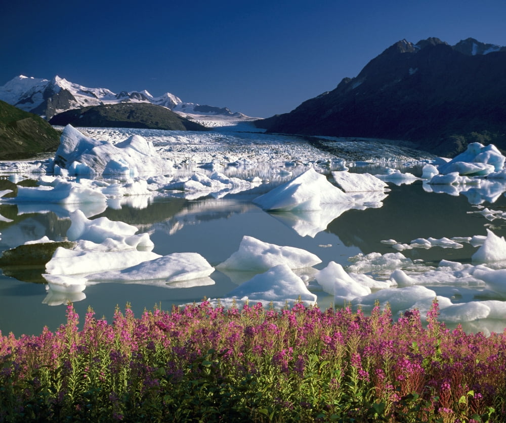 Composite View Of Colony Glacier W Fireweed Southcentral Alaska Composite Canvas Art - Jeff Schultz Design Pics (15 x 12)