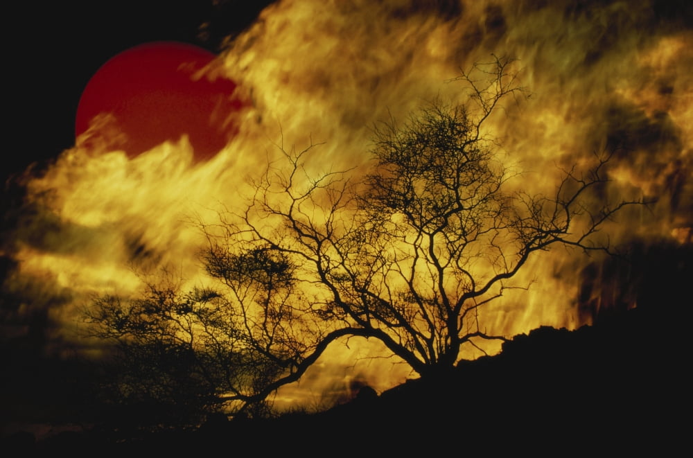 Composite of a lone tree burning fire and red Sun Canvas Art - Stocktrek Images (35 x 23)