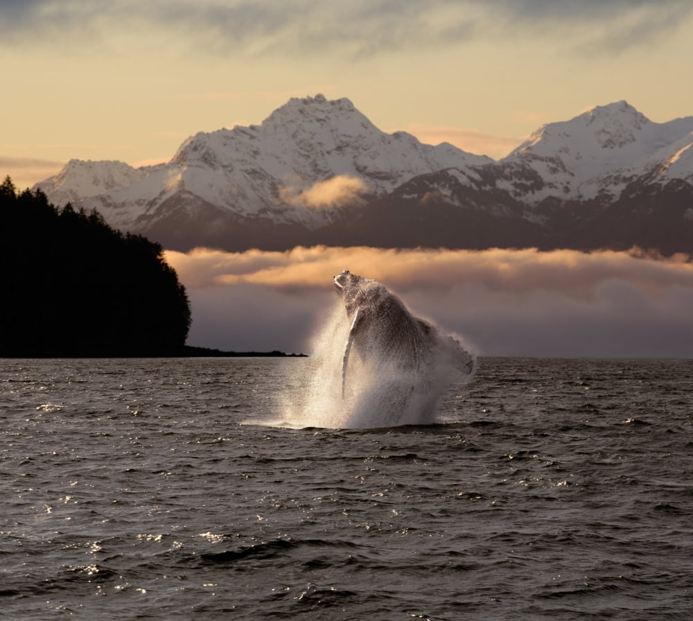 CompositeA Humpback Whale Breaches In Alaskas Inside Passage At Sunrise Eagle Peak Admiralty Island Beyond Southeast Summer Canvas Art - John Hyde Design Pics (17 x 15)