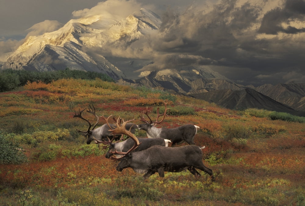 Compostie Caribou Graze On Tundra During Autumn With Mt Mckinley In The Background In Denali National Park Alaska Composite Canvas Art - Ron Sanford  Design Pics (34 x 22)