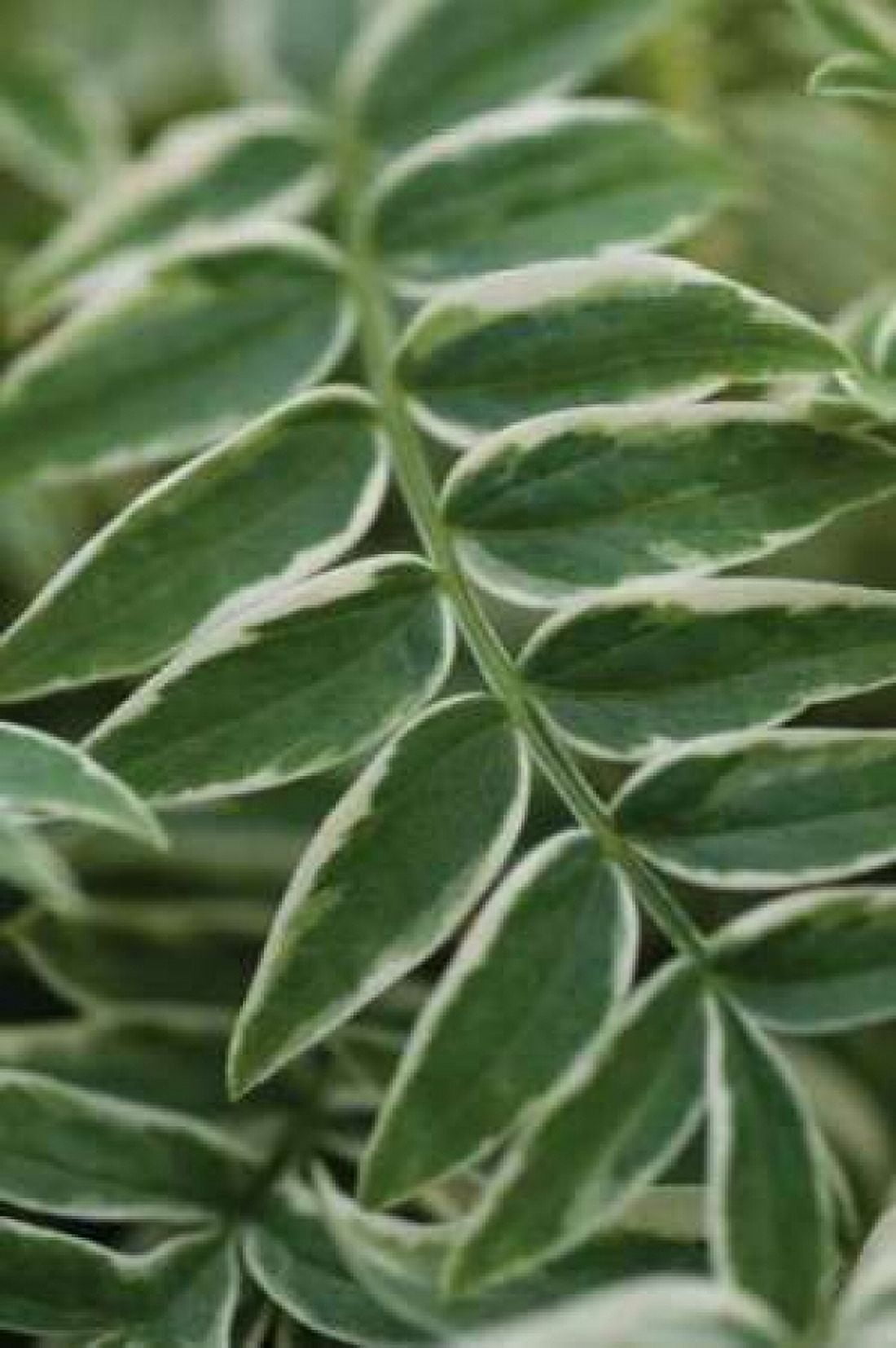 Compound Leaves I Canvas Art - Erin Berzel (20 x 28)