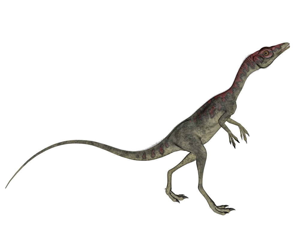 Compsognathus dinosaur Canvas Art - Elena DuvernayStocktrek Images (16 x 13)