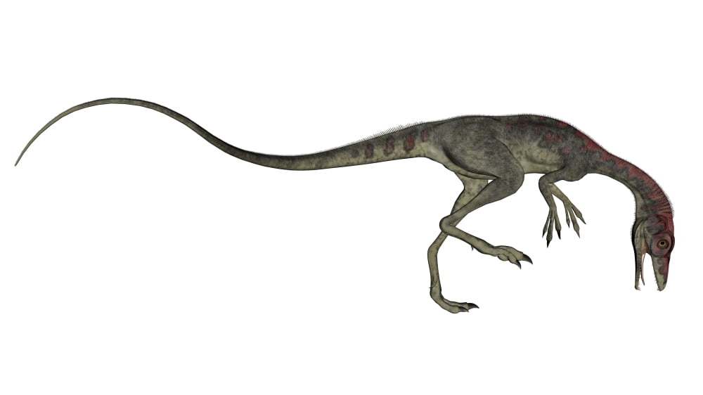 Compsognathus dinosaur Canvas Art - Elena DuvernayStocktrek Images (37 x 21)