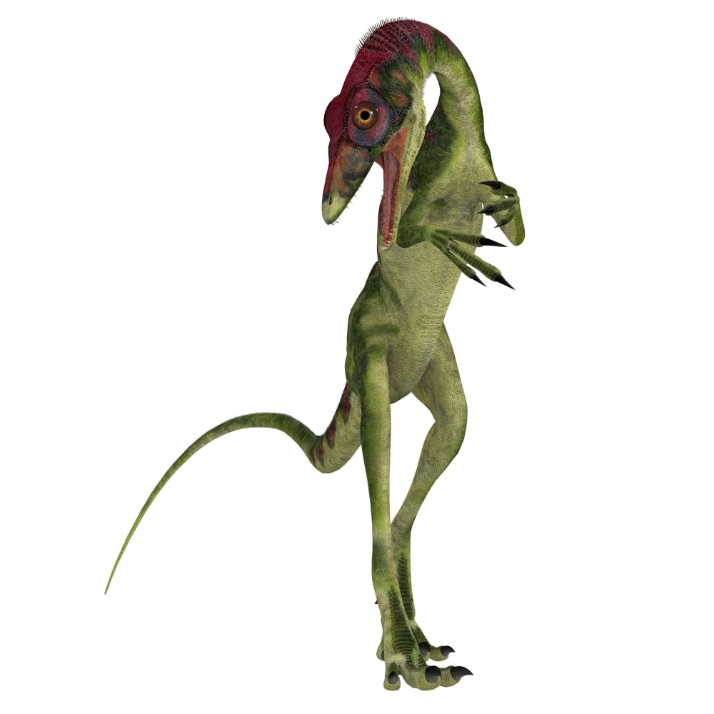 Compsognathus dinosaur on white background Canvas Art - Corey FordStocktrek Images (28 x 28)