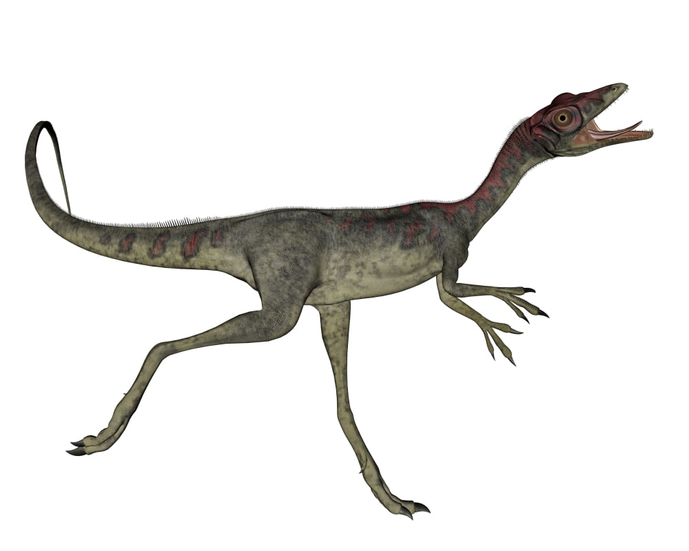 Compsognathus dinosaur running Canvas Art - Elena DuvernayStocktrek Images (32 x 26)