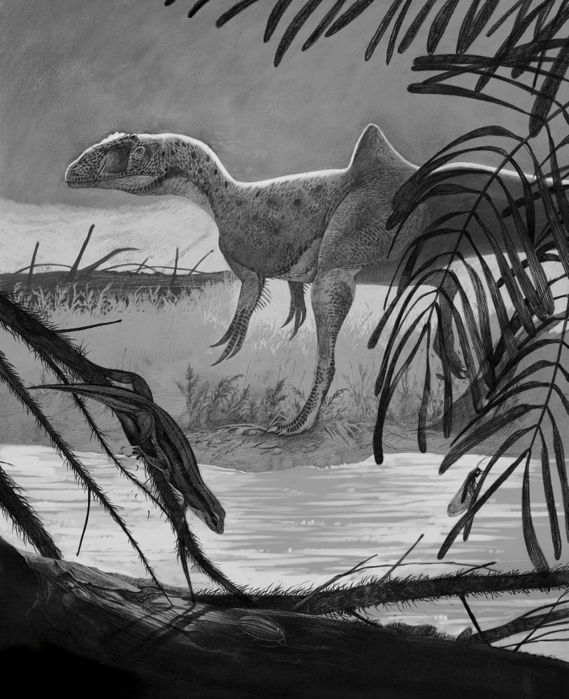 Concavenator corcovatus searching for prey on the shore of a lake Canvas Art - Roman Garcia MoraStocktrek Images (26 x 32)
