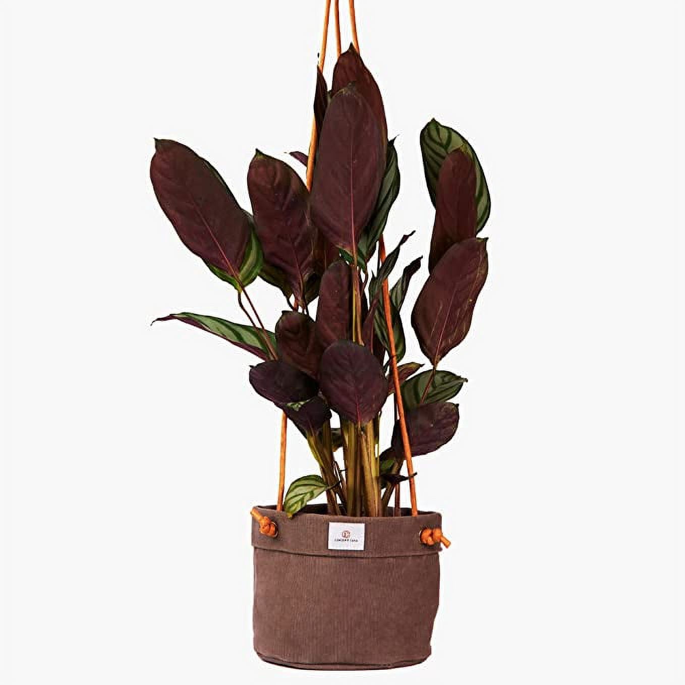 Concept Casa Small 5" Solid Print Hanging Planter with Handmade Waxed Canvas (Charcoal Gray)