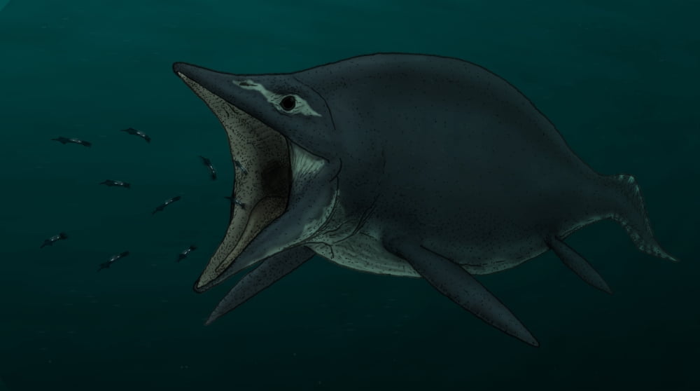 Concept of the suction feeding Shastasaurus eating celphalopods Canvas Art - Vitor SilvaStocktrek Images (19 x 11)