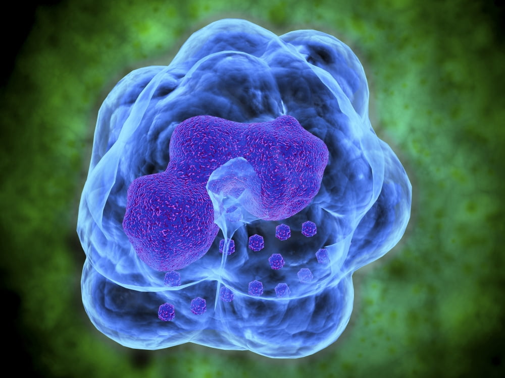 Conceptual image of Basophils Canvas Art - Stocktrek Images (17 x 13)