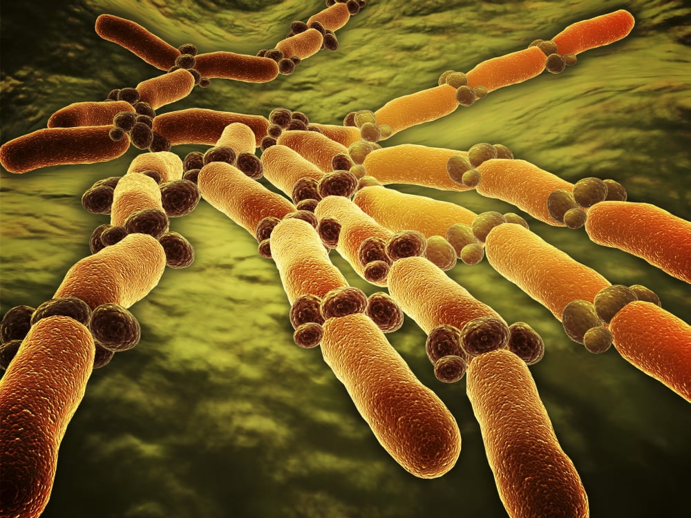 Conceptual image of Candida albicans Canvas Art - Stocktrek Images (33 x 25)