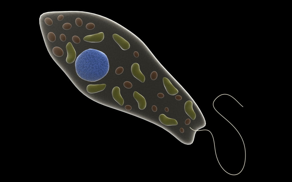 Conceptual image of Euglena Canvas Art - Stocktrek Images (18 x 12)
