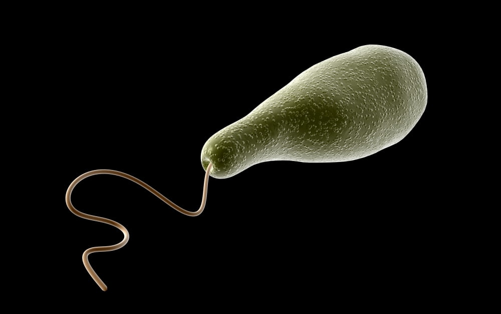 Conceptual image of Euglena Canvas Art - Stocktrek Images (18 x 12)