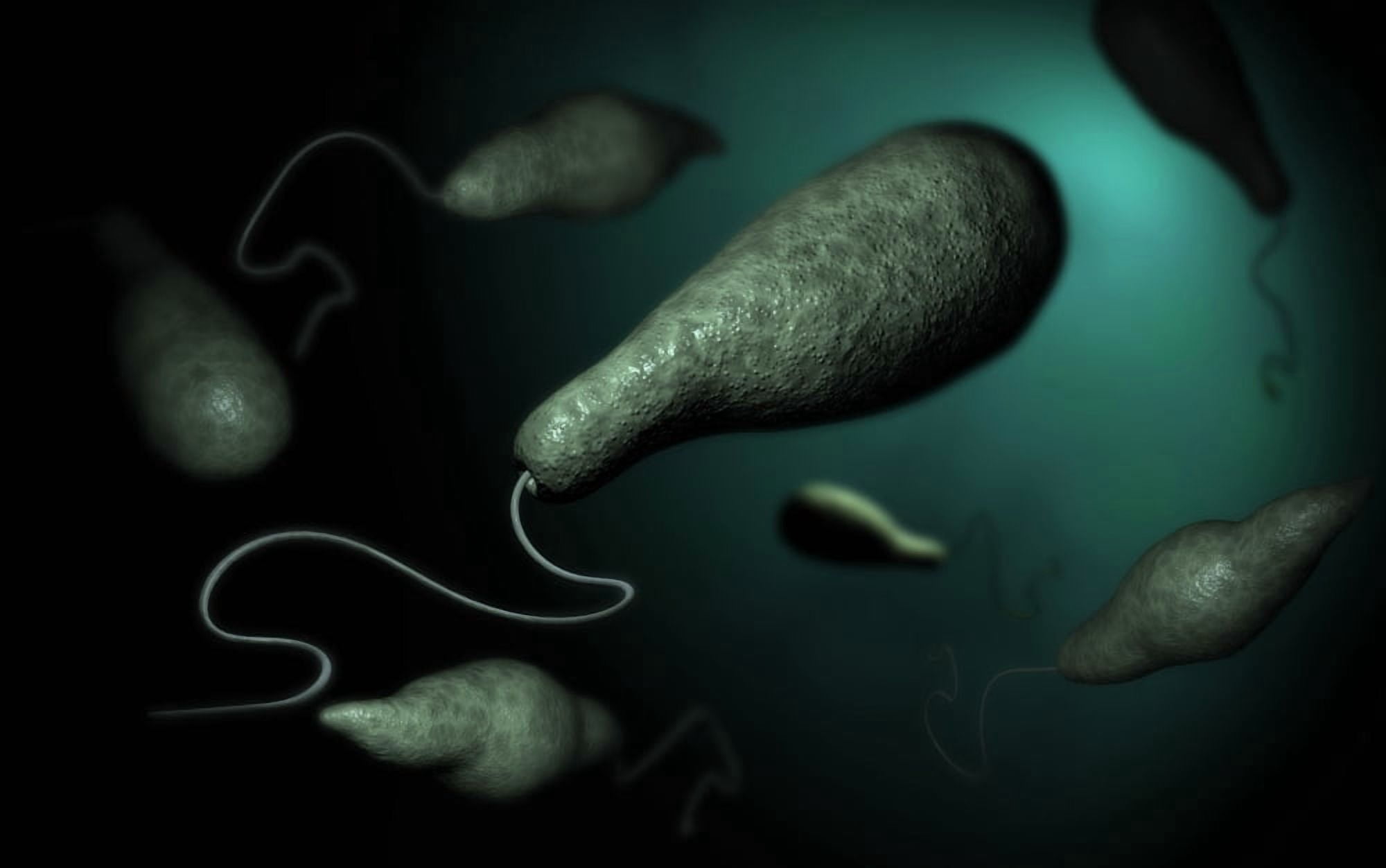 Conceptual image of Euglena Canvas Art - Stocktrek Images (18 x 12)