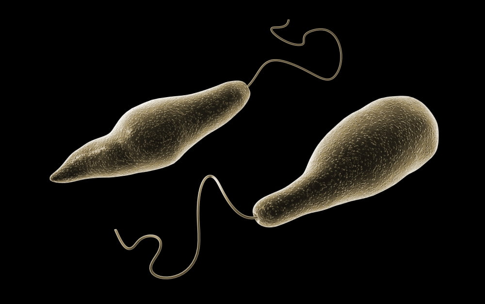 Conceptual image of Euglena Canvas Art - Stocktrek Images (36 x 23)
