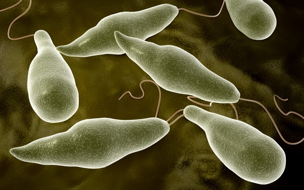 Conceptual image of Euglena Canvas Art - Stocktrek Images (36 x 23)