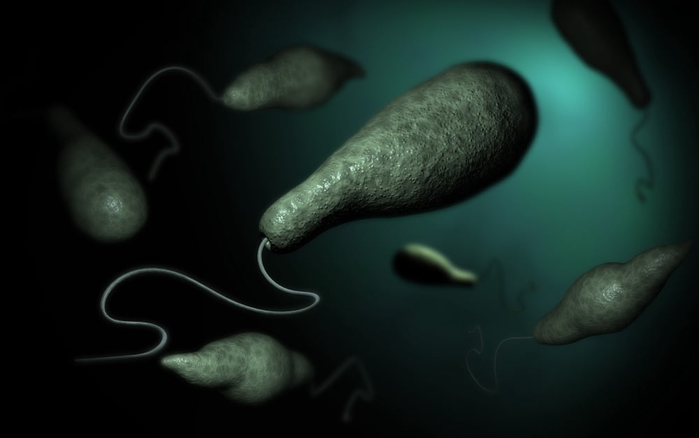 Conceptual image of Euglena Canvas Art - Stocktrek Images (36 x 23)
