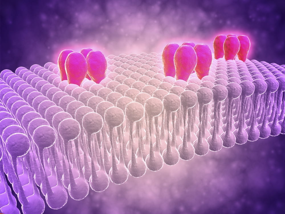 Conceptual image of GABA receptors Canvas Art - Stocktrek Images (17 x 13)