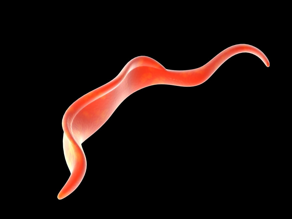 Conceptual image of Trypanosoma Canvas Art - Stocktrek Images (17 x 13)