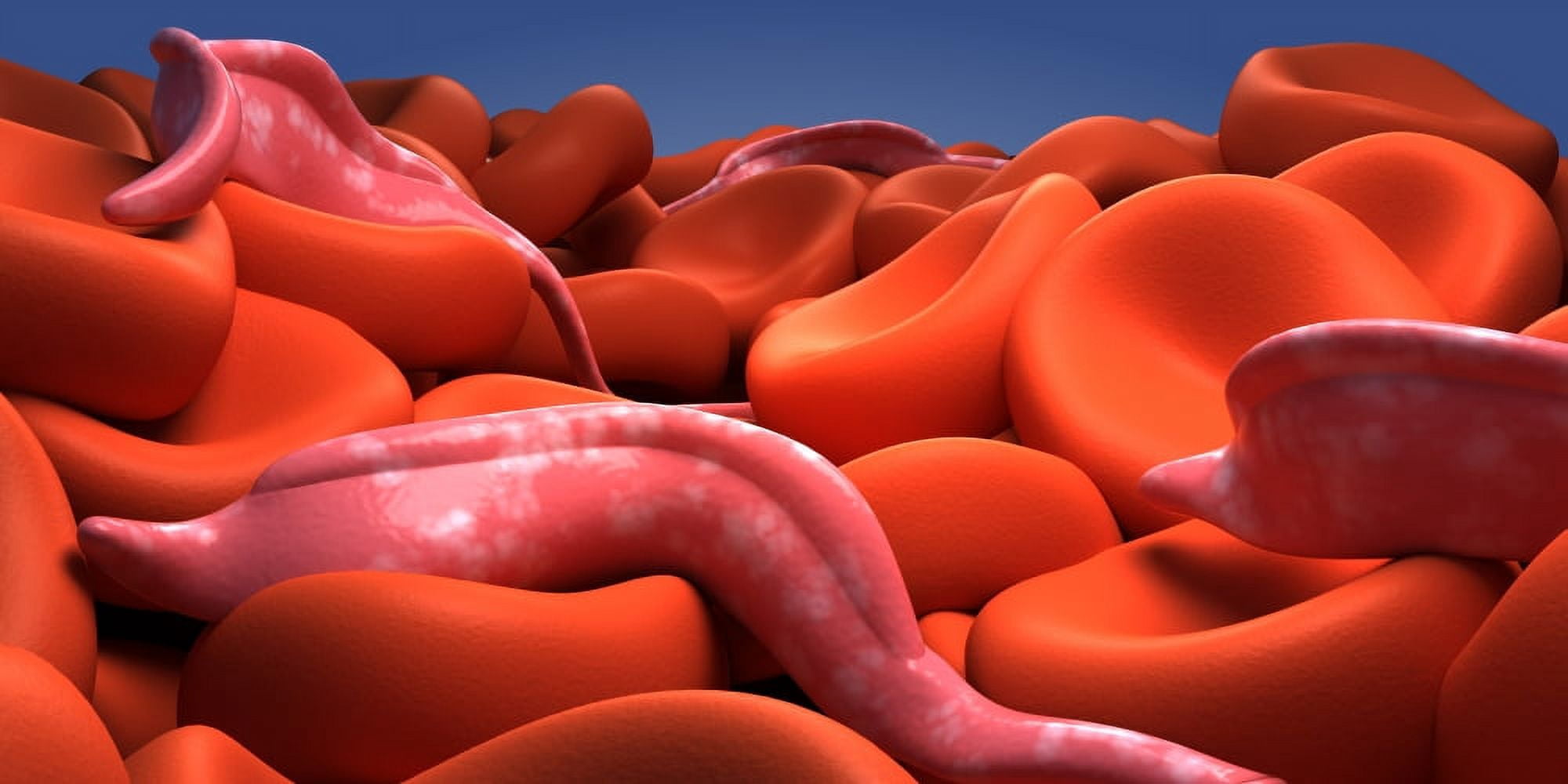 Conceptual image of Trypanosoma Canvas Art - Stocktrek Images (20 x 10)