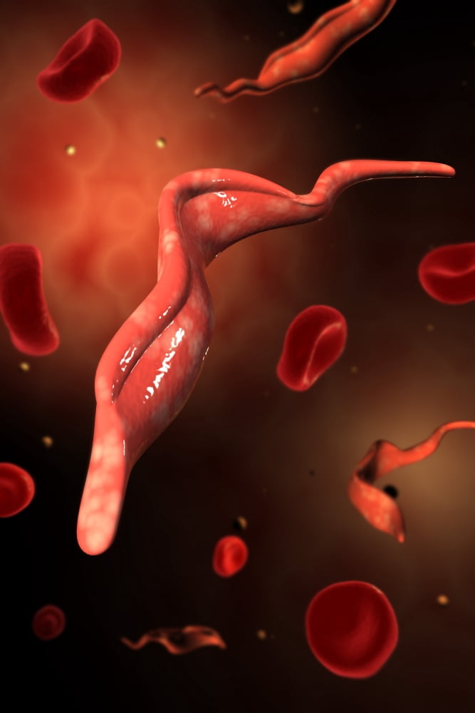 Conceptual image of Trypanosoma Canvas Art - Stocktrek Images (24 x 35)