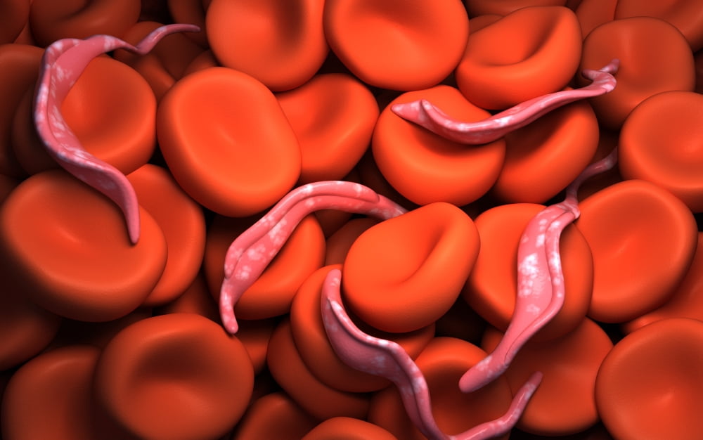 Conceptual image of Trypanosoma Canvas Art - Stocktrek Images (36 x 23)