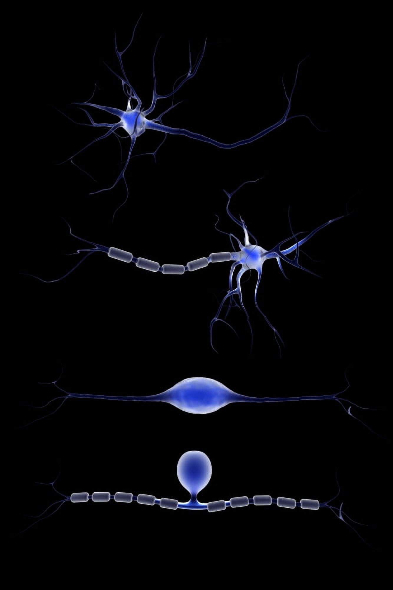 Conceptual image of a neuron Canvas Art - Stocktrek Images (24 x 35)