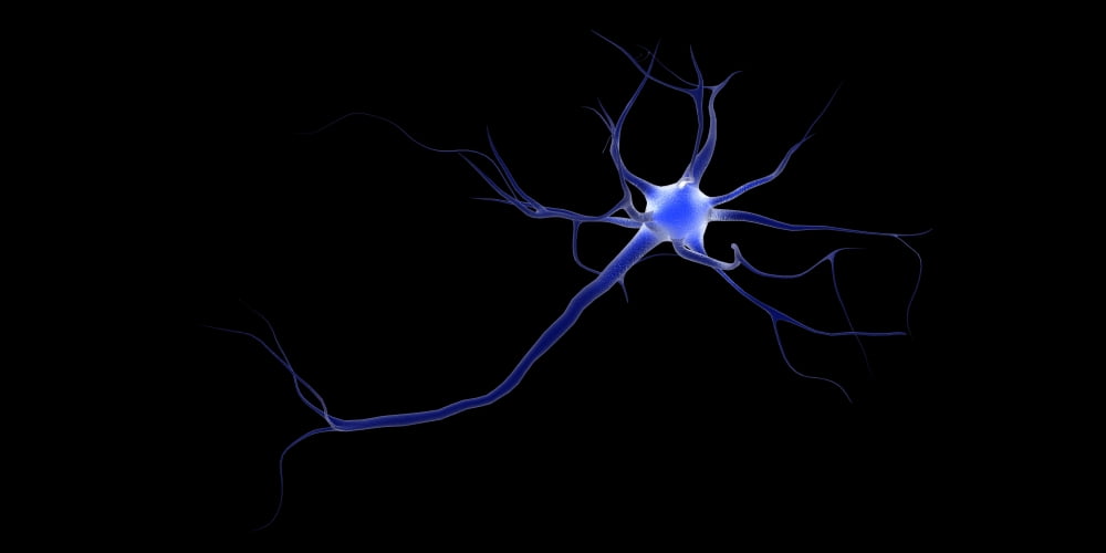 Conceptual image of a neuron Canvas Art - Stocktrek Images (40 x 20)