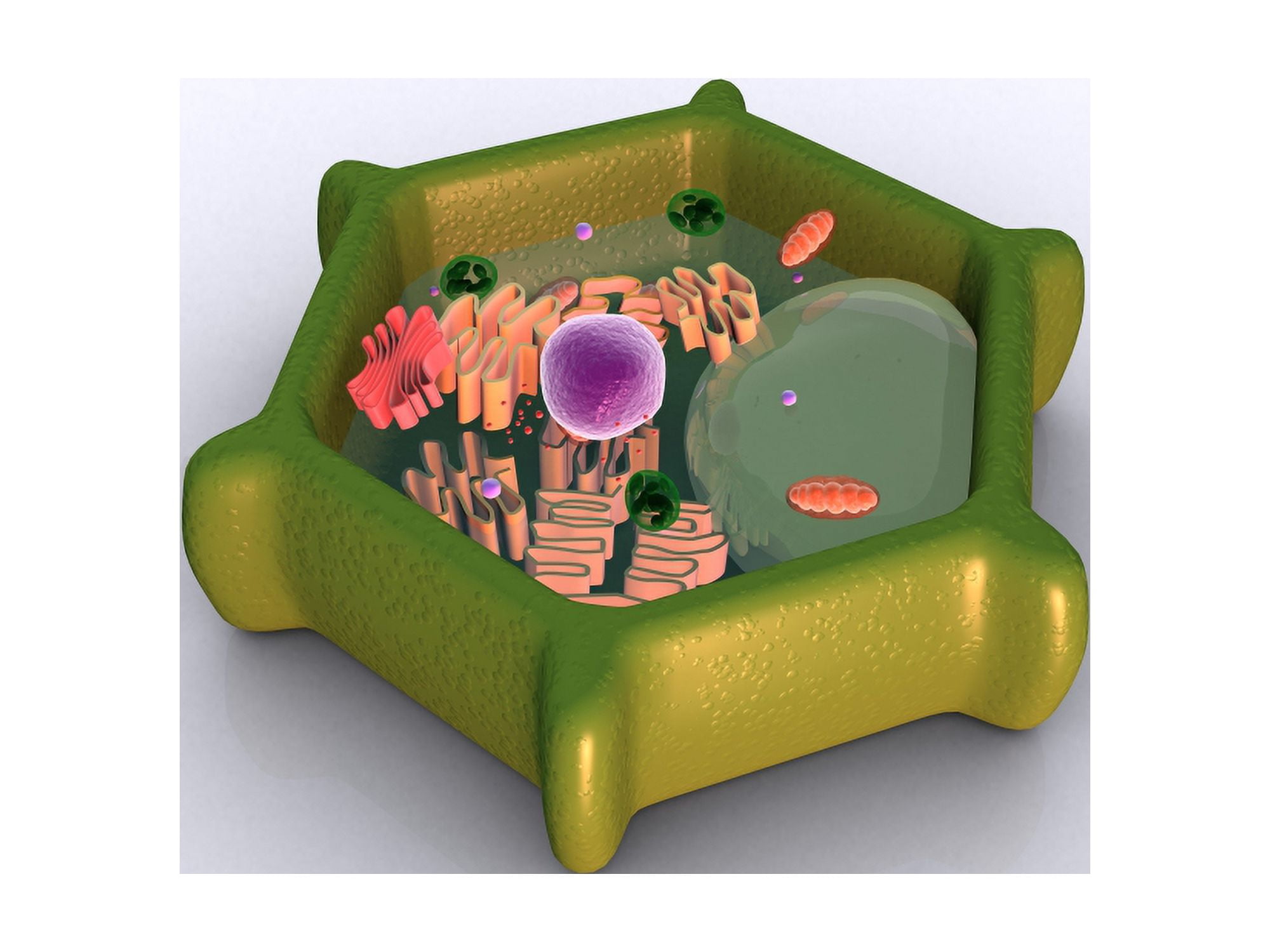 Conceptual image of a plant cell and its components Canvas Art - Stocktrek Images (17 x 13)