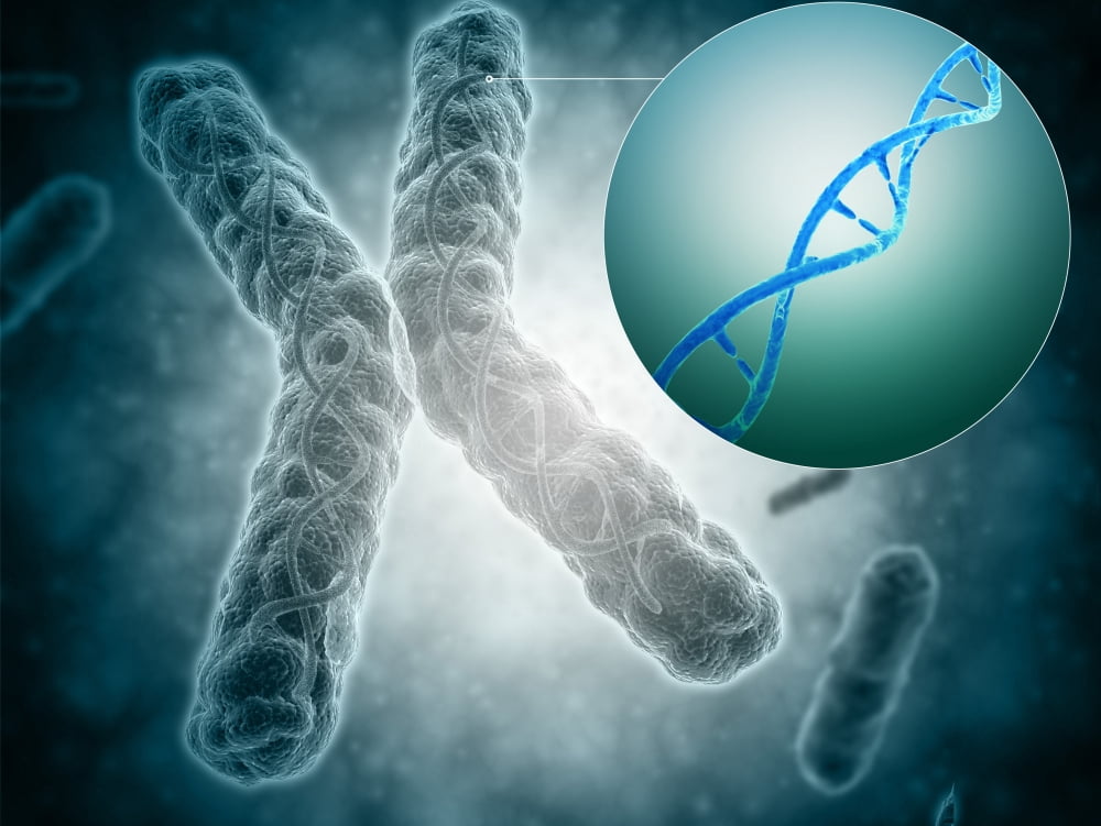Conceptual image of a telomere showing DNA structure Canvas Art - Stocktrek Images (17 x 13)