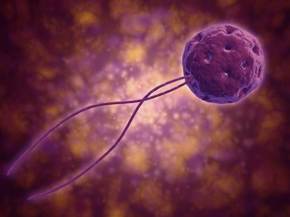 Conceptual image of a viral spore Canvas Art - Stocktrek Images (17 x 13)