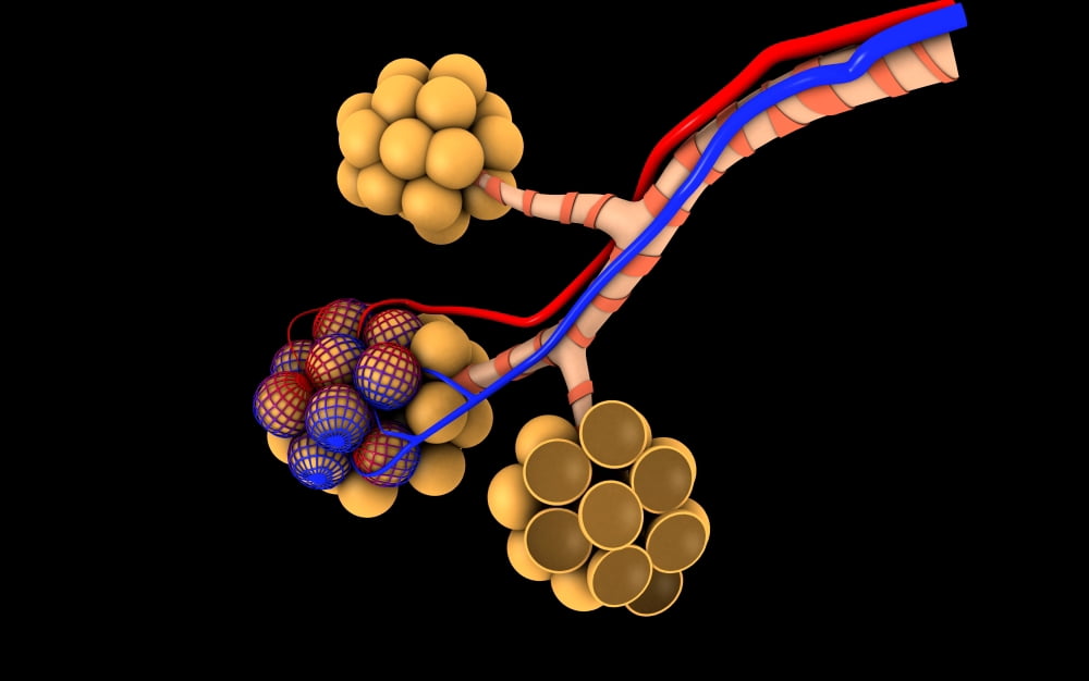 Conceptual image of alveoli Canvas Art - Stocktrek Images (18 x 12)