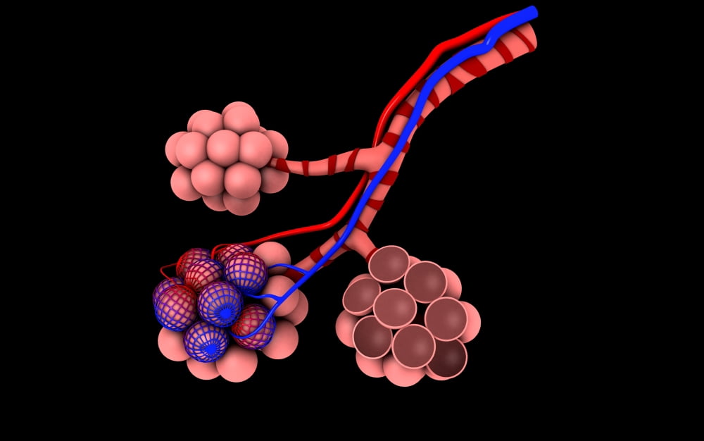 Conceptual image of alveoli Canvas Art - Stocktrek Images (18 x 12)