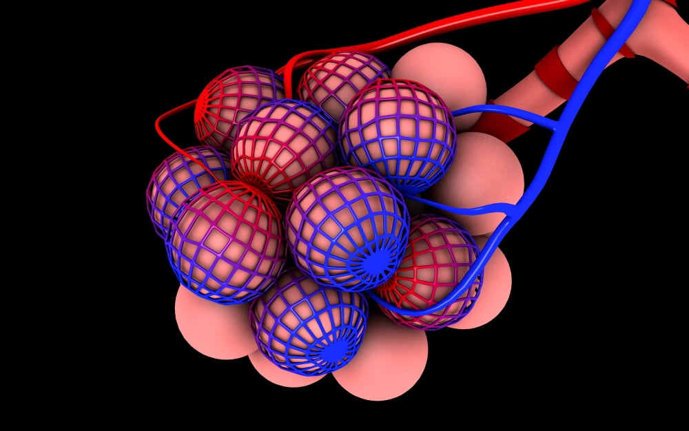 Conceptual image of alveoli Canvas Art - Stocktrek Images (18 x 12)