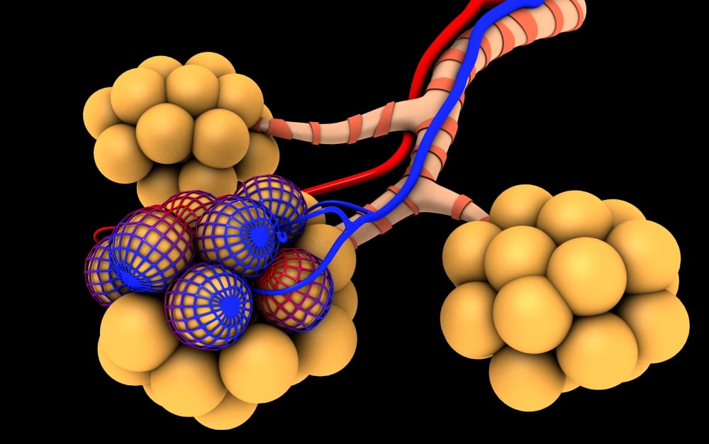 Conceptual image of alveoli Canvas Art - Stocktrek Images (18 x 12)
