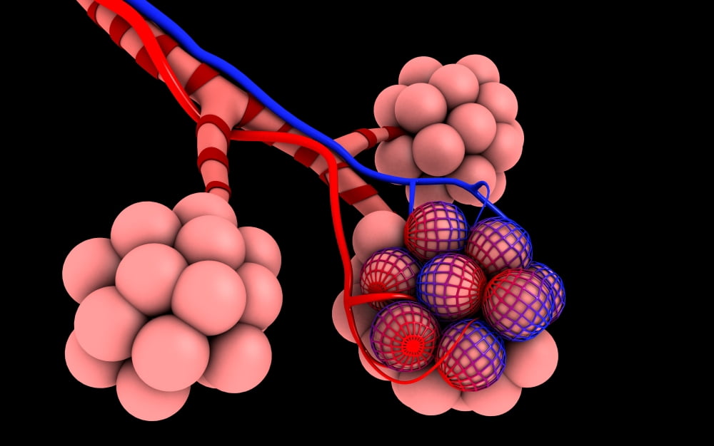 Conceptual image of alveoli Canvas Art - Stocktrek Images (18 x 12)