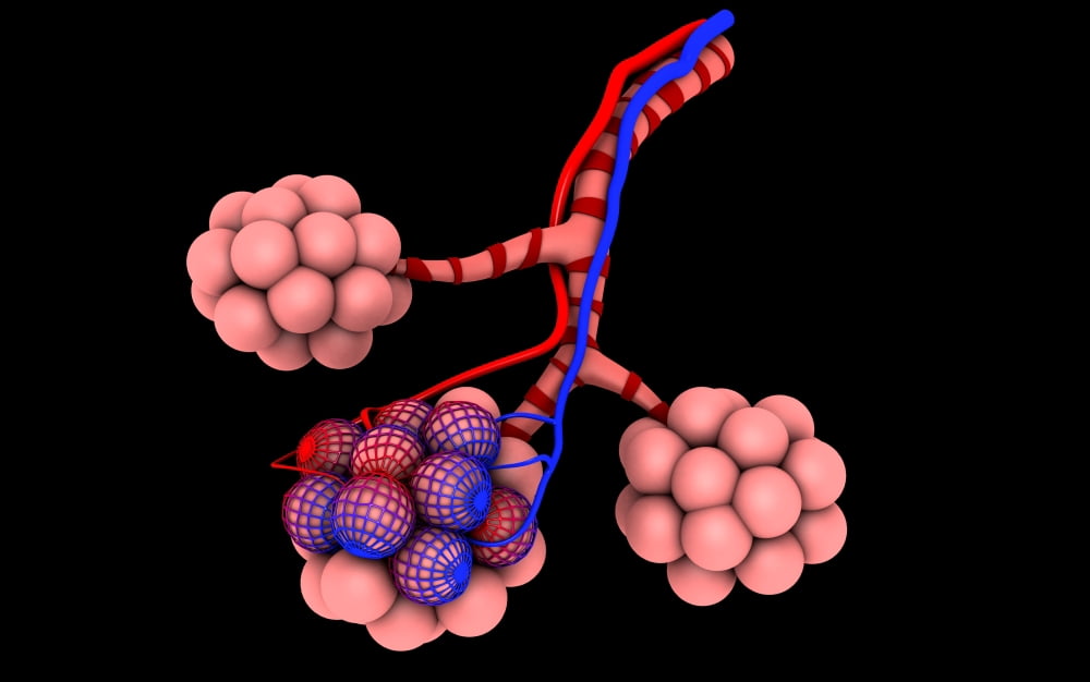 Conceptual image of alveoli Canvas Art - Stocktrek Images (18 x 12)