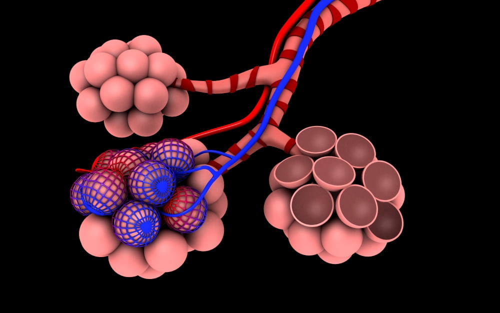 Conceptual image of alveoli Canvas Art - Stocktrek Images (18 x 12)