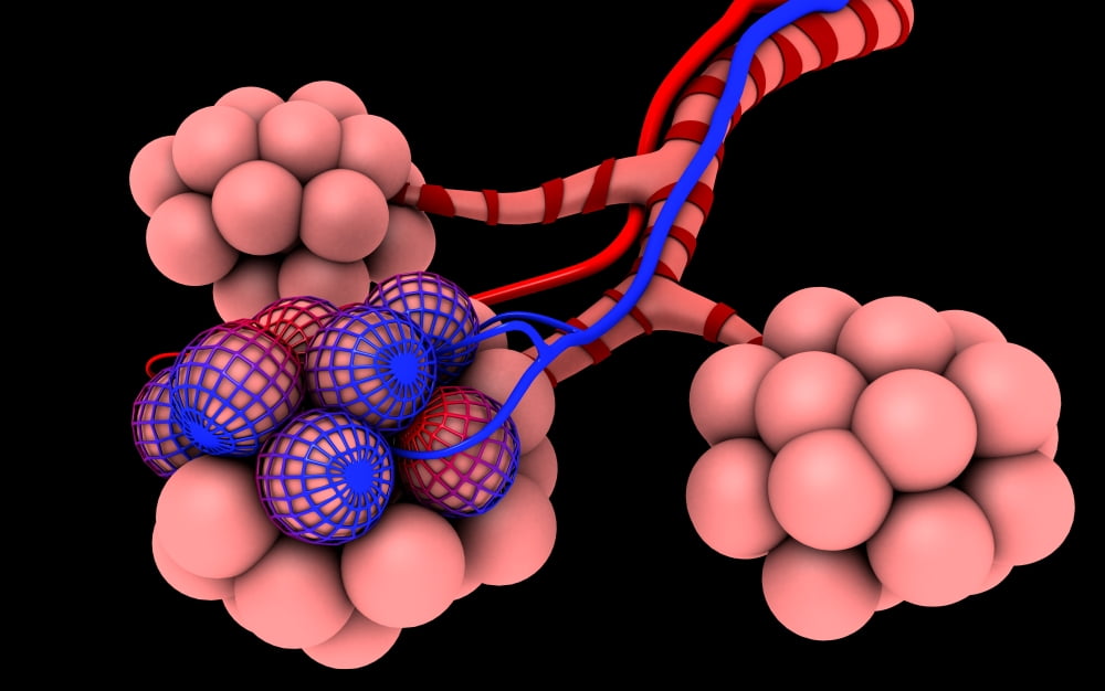 Conceptual image of alveoli Canvas Art - Stocktrek Images (18 x 12)