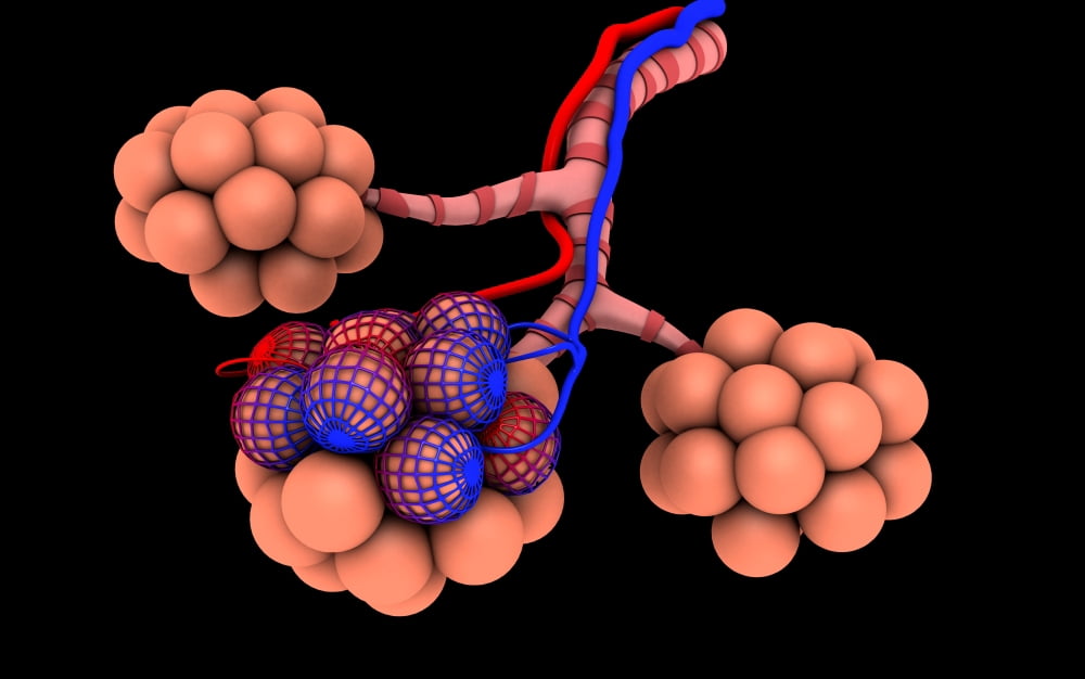 Conceptual image of alveoli Canvas Art - Stocktrek Images (18 x 12)