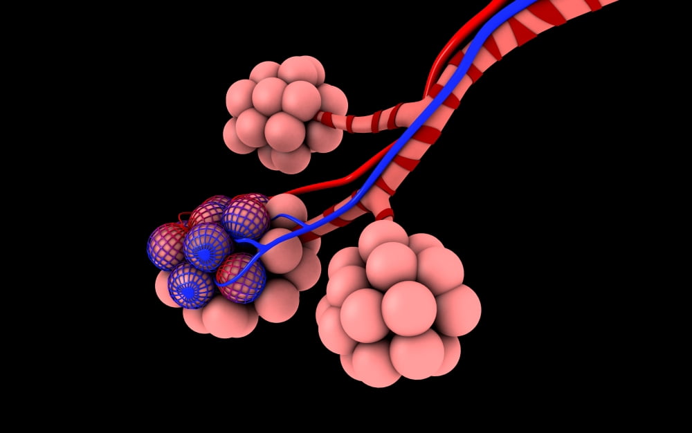 Conceptual image of alveoli Canvas Art - Stocktrek Images (36 x 23)
