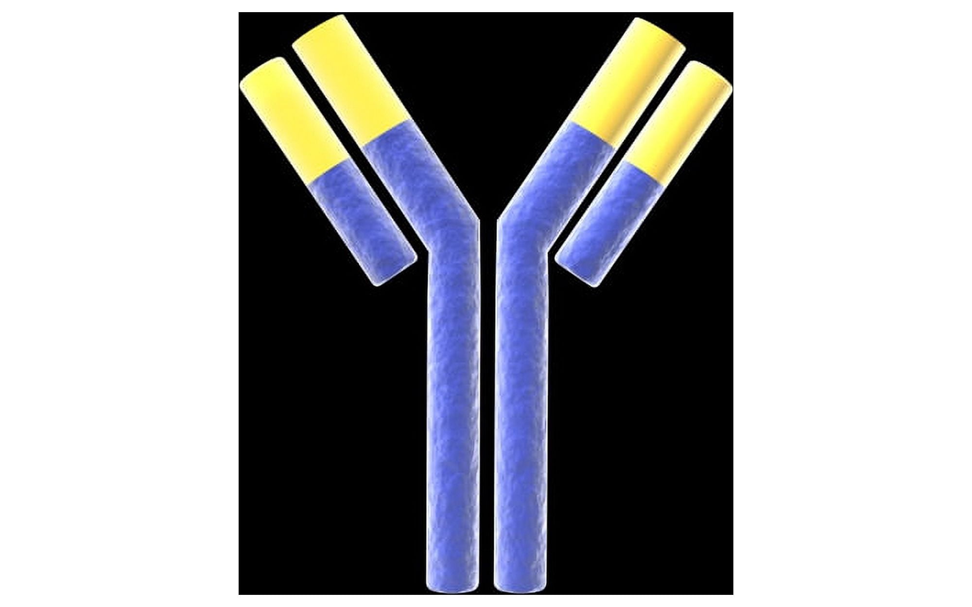 Conceptual image of an antibody Canvas Art - Stocktrek Images (18 x 12)