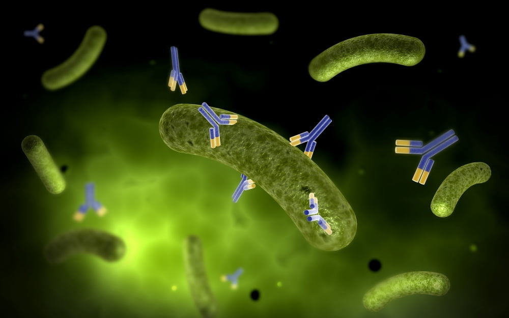 Conceptual image of antibody attaching and killing bacteria Canvas Art - Stocktrek Images (36 x 23)
