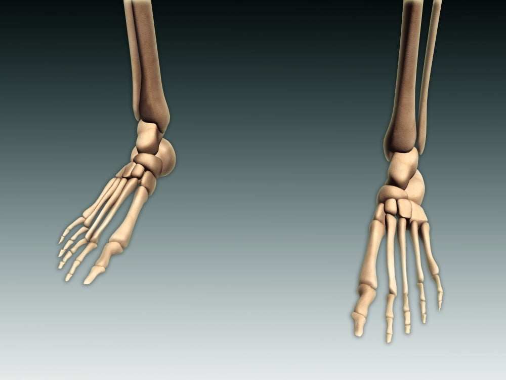 Conceptual image of bones in human legs and feet Canvas Art - Stocktrek Images (17 x 13)