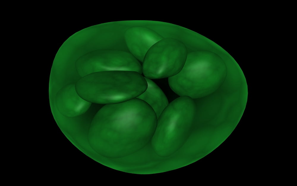 Conceptual image of chloroplast Canvas Art - Stocktrek Images (18 x 12)
