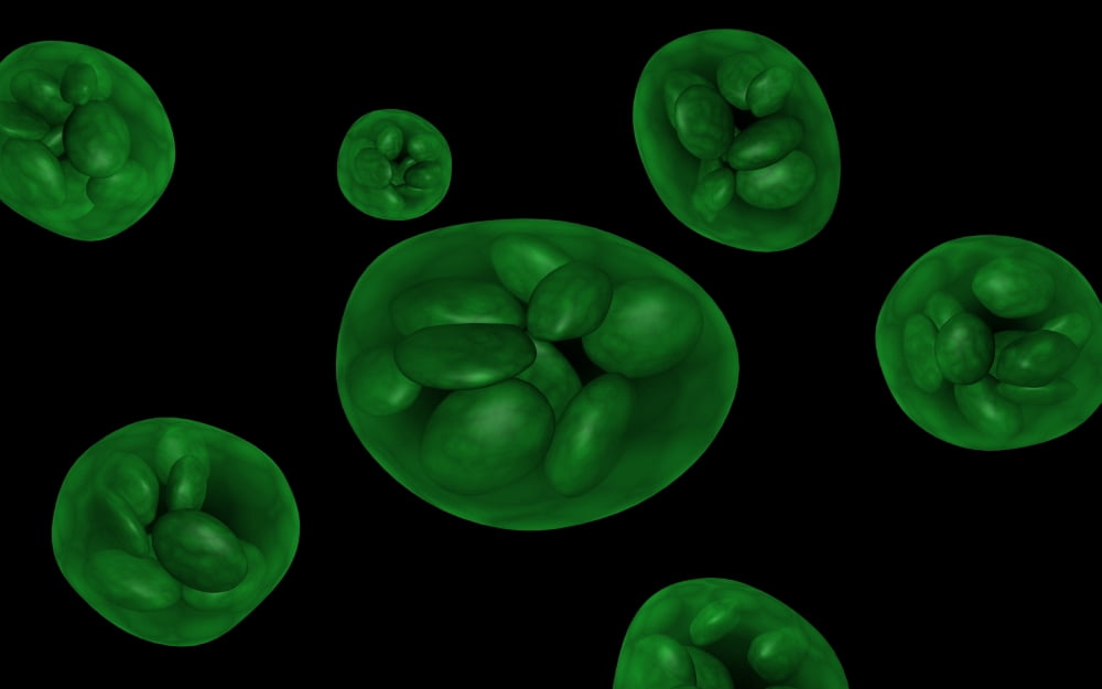 Conceptual image of chloroplast Canvas Art - Stocktrek Images (18 x 12)