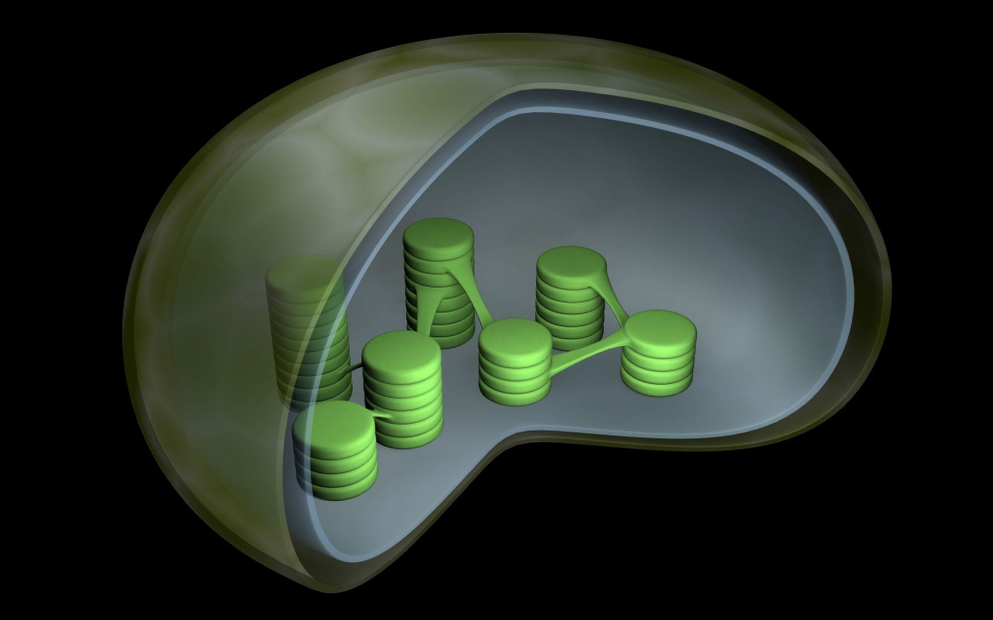 Conceptual image of chloroplast Canvas Art - Stocktrek Images (18 x 12)